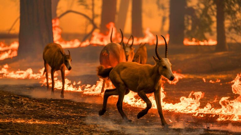Illustration de la destruction des forêts et de ses conséquences sur la faune (généré par IA). Credit: Ideogram.